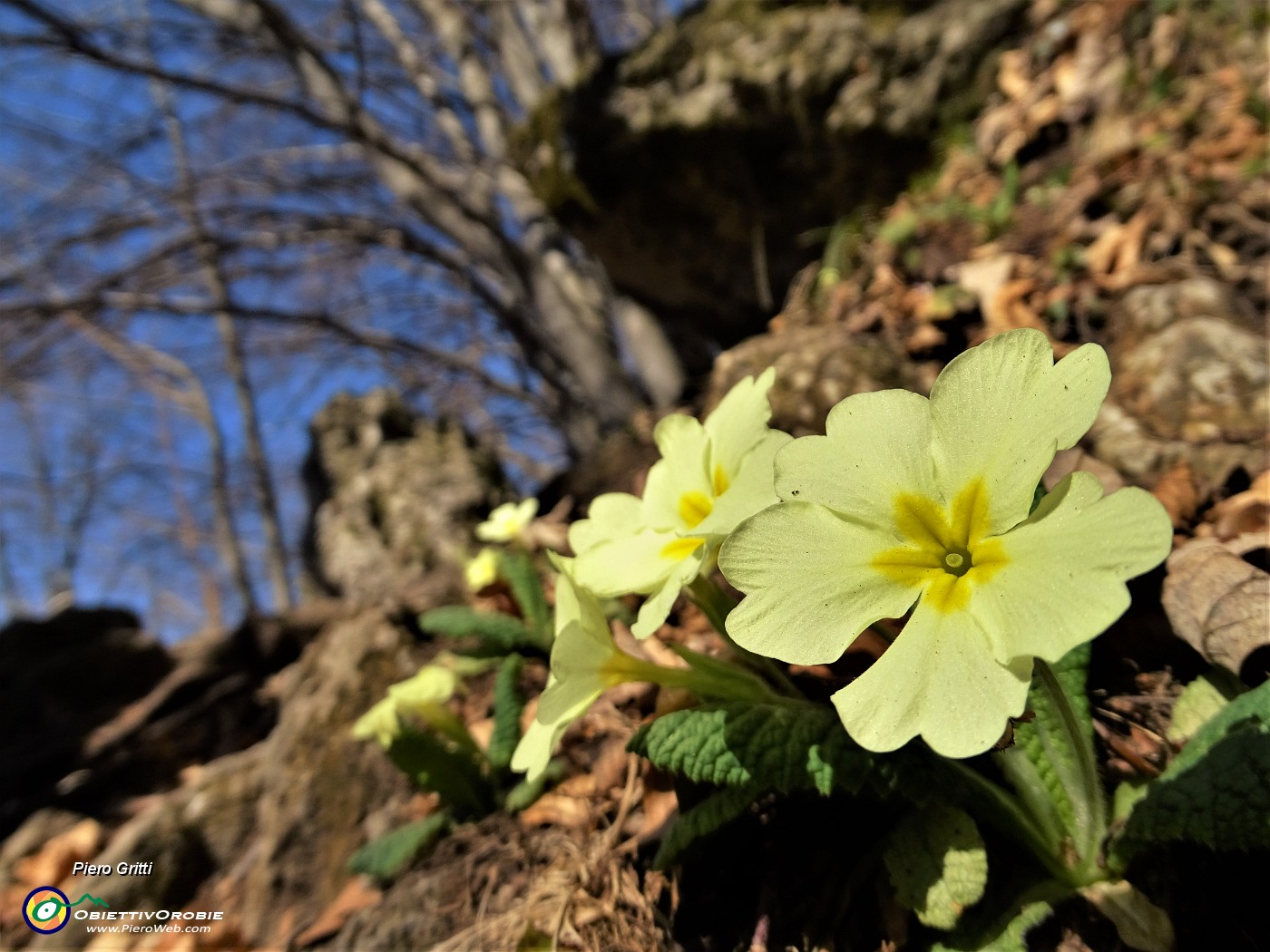 04 Primule in fiore sul sentiero partigiano della Cornabusa in salita alla Cima Cornetti.JPG